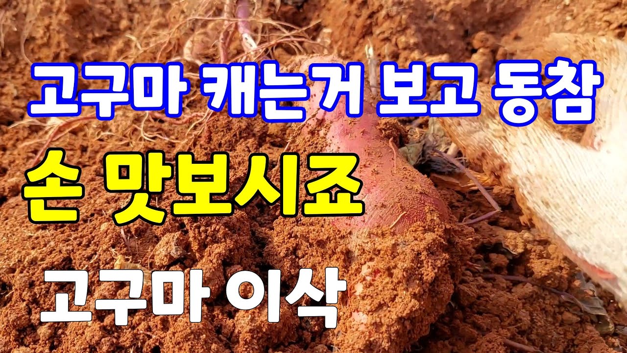 [고구마 이삭캐기]차타고 지나가다 먼저 하시는 분께 물어보고 동참 함께 해보실래요?