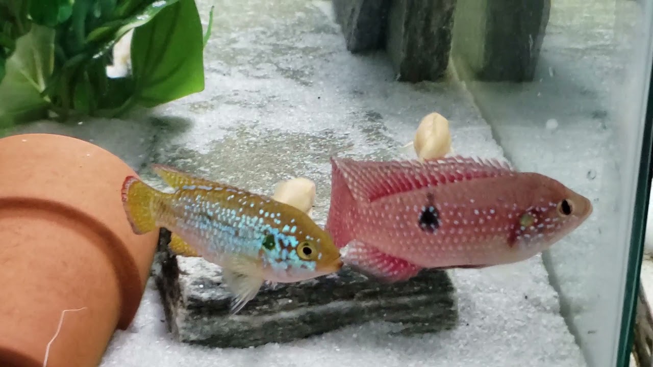 African Jewel Cichlid Turns Bright Red for His New Turquoise Girlfriend