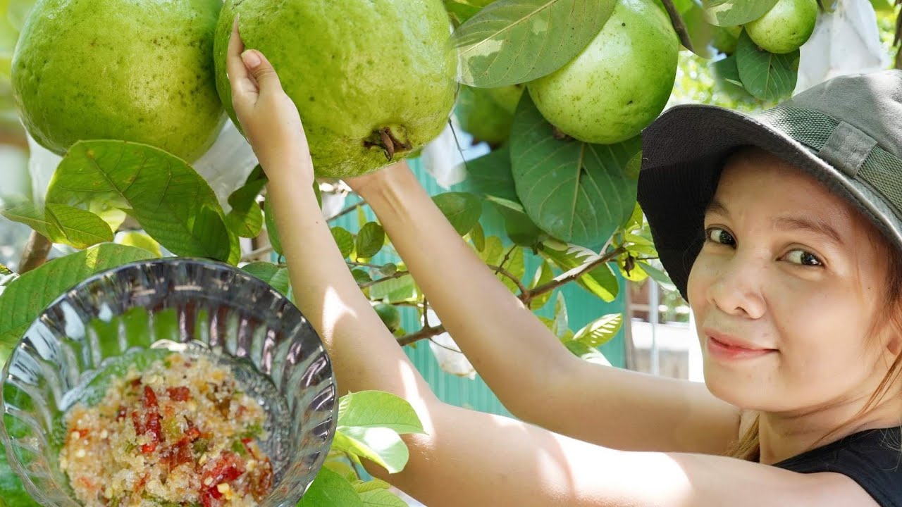 Eat natural Guava at the plantation #ahmey #cambodia #food