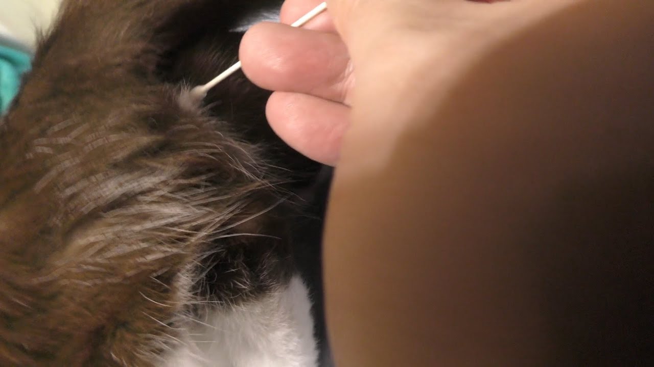 発情期　猫みーちゃんいつもどおりに布団の上にきて綿棒にてアンヨが上手、その後は猫用ベッドでゴロゴロ