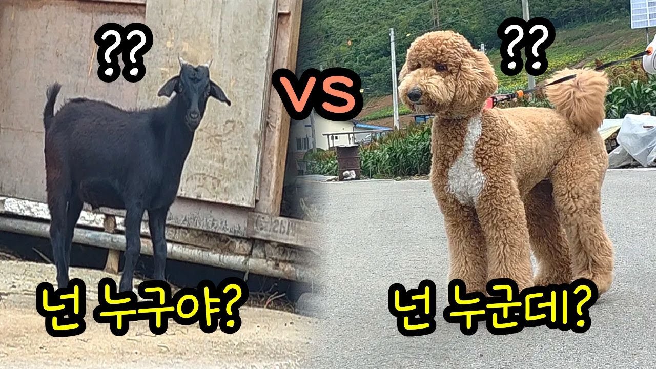 서울 강아지가 시골에 가면 생기는 일ㅋㅋ┃스탠다드푸들 Vlog