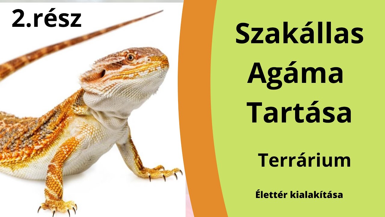 Szakállas Agáma 2.rész ( Élettér Kialakítása )
