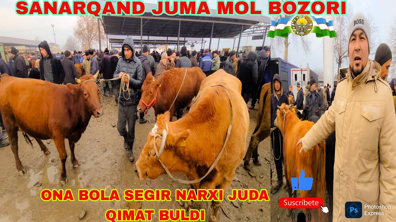 31.01 2026.YIL.ONA BOLA SEGIR NARXILARI JUDA QIMAT BULDI SAMARQAND JUMA MOL QUY BIZORI ILXOM UZ