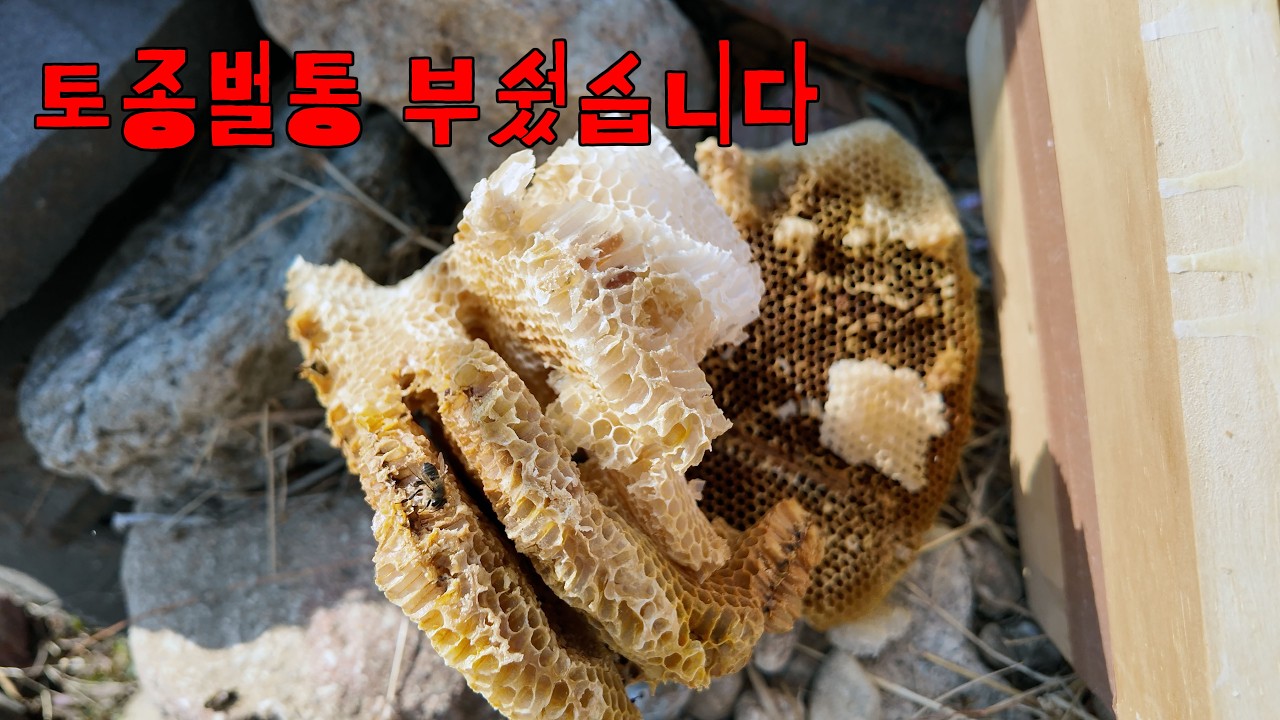 과연 벌들은 살아 있을까요? 토종 벌통 해체..
