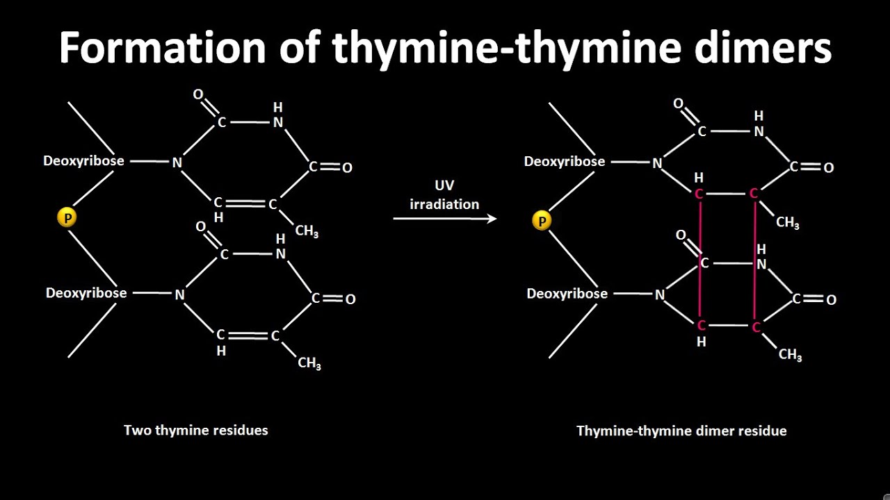 Thymine thymine dimer formation | CSIR NET LS JRF | GATE #csir #gate