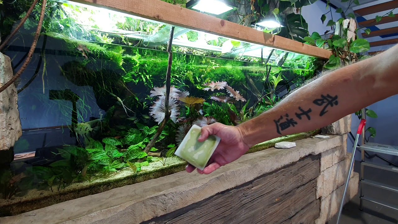 Tour around a 1.600 liter inside and outside planted tank
