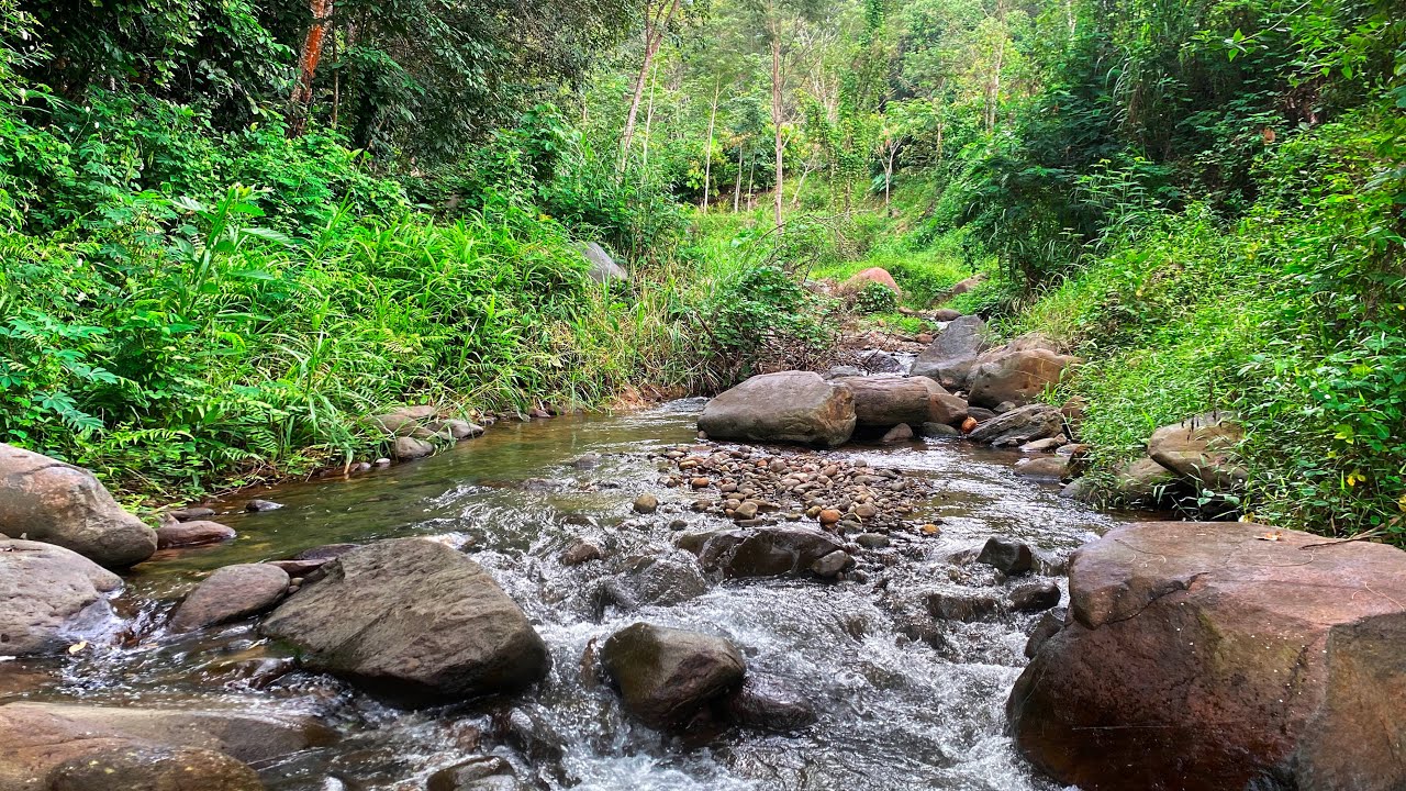 Relax and Sleep Deeply with Gentle River Sounds Flowing Over Rocks in a Peaceful Jungle Retreat