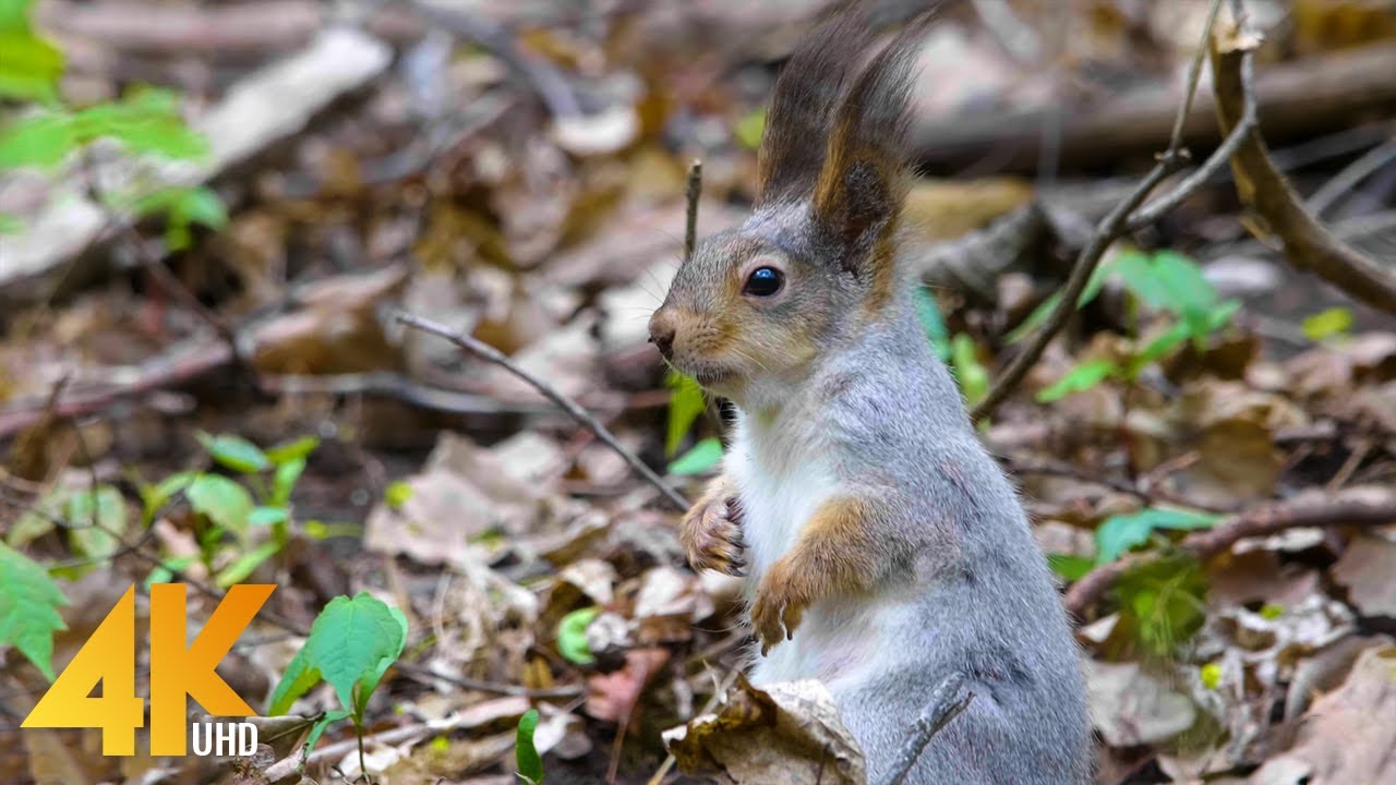Forest Wildlife Film in 4K - Incredible Birds and Small Animals of an Early Spring Forest