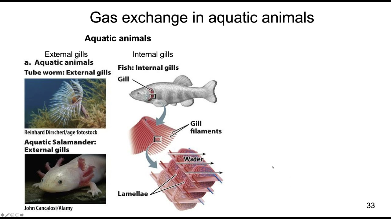 Lecture 31c Gas Exchange in Animals