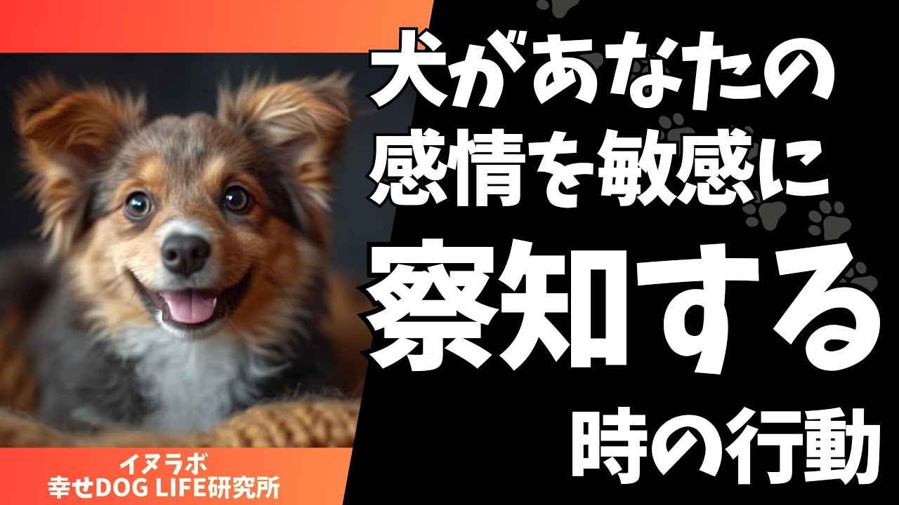 犬があなたの感情を敏感に察知する時の行動