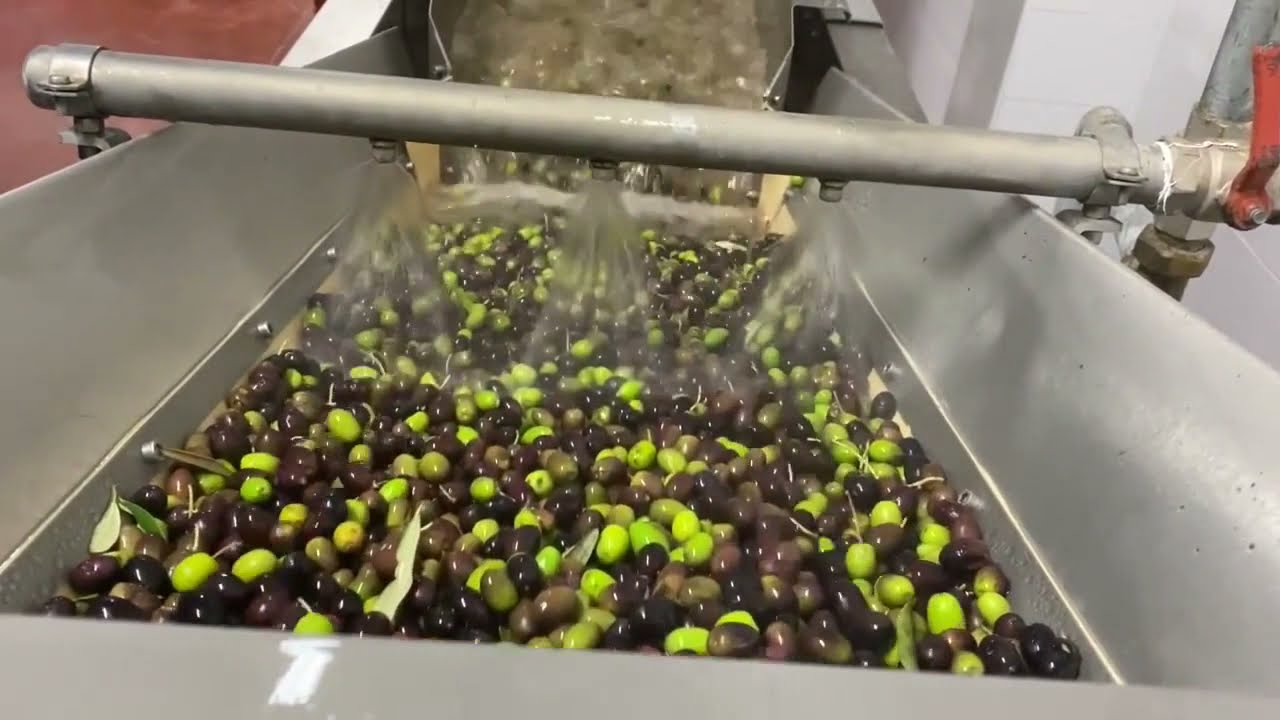 Collefraioli- Processi di macinazione delle olive, per ottenere il nostro olio EVO⏳