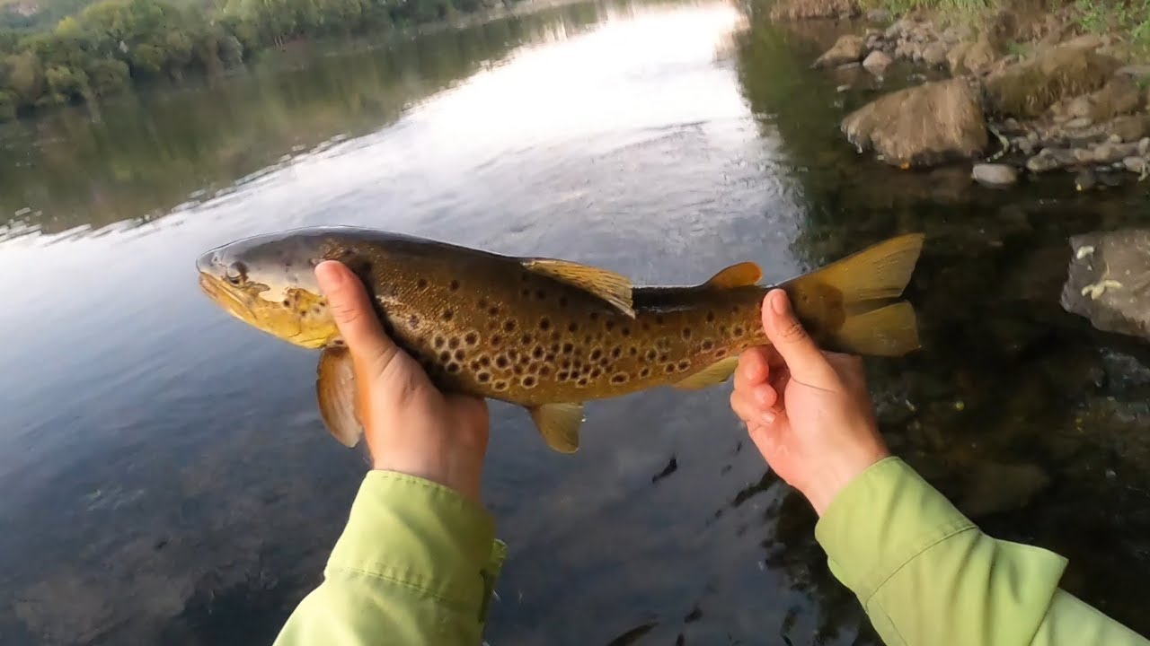 Pesca con hormiga río Miño