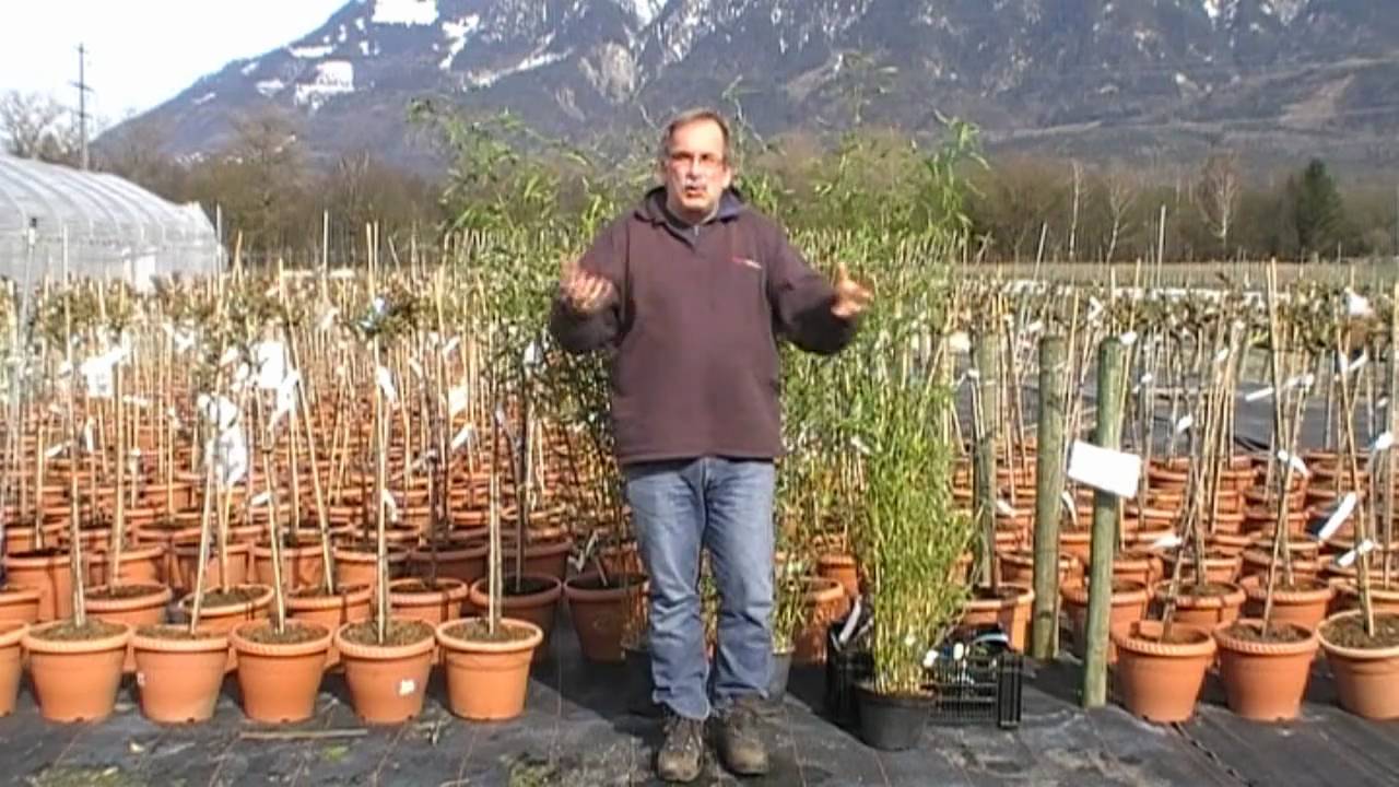 Schnitt und Standort von Bambus