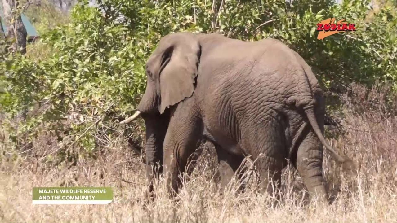 Majete Wildlife Reserve & the Community: A Story of Conservation and Empowerment