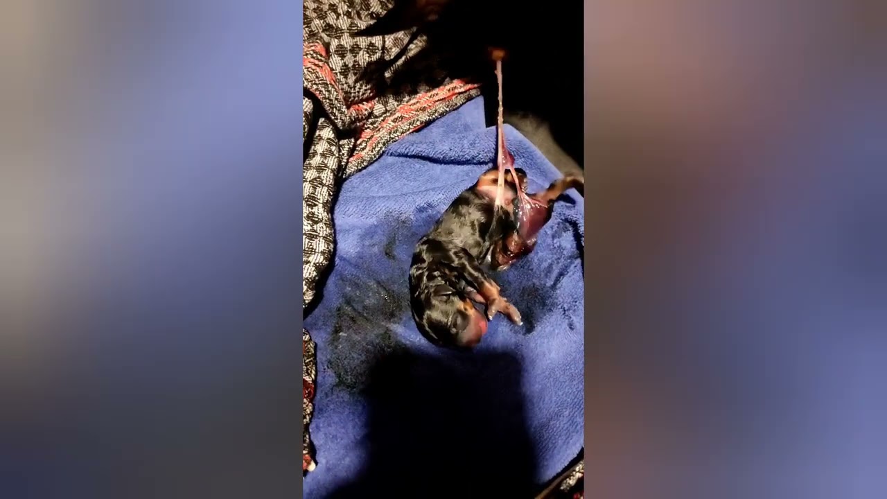 Zwergpinscher (mini Pin) Nice erste Geburt sie hat das super gemacht. 4 Welpen