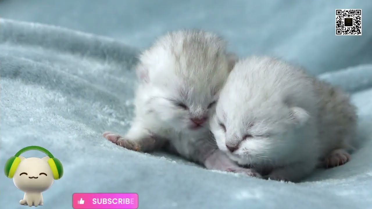 Life is never lonely! Play with me please! 