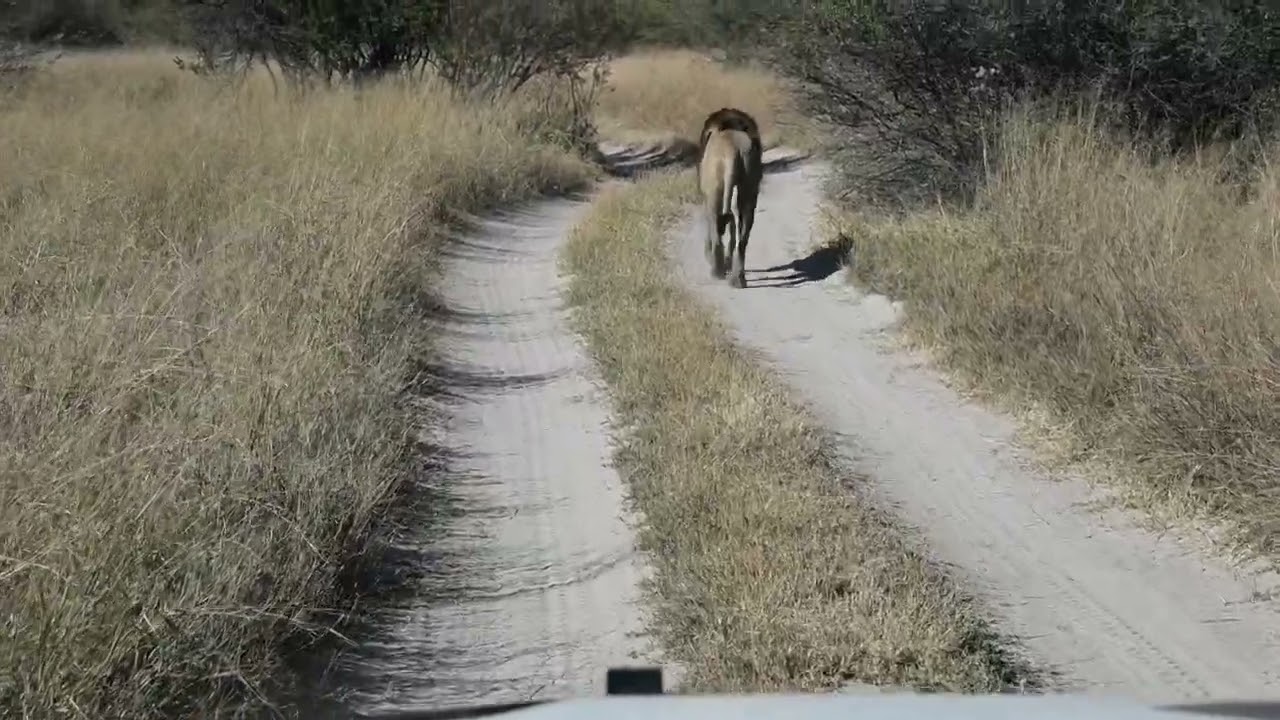 6  Moremi, driving Xakanaxa, lion on road, baboons, warthogs Ihaha camp