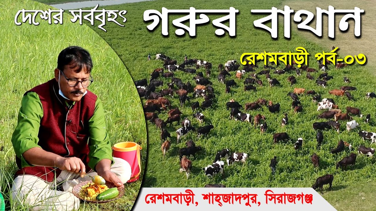 দেশের সর্ববৃহৎ গরুর বাথান/গরুর খামার।কেমন আছেন রেশমবাড়ী, সিরাজগঞ্জের  বাথানের মালিক ও শ্রমিকেরা  ?