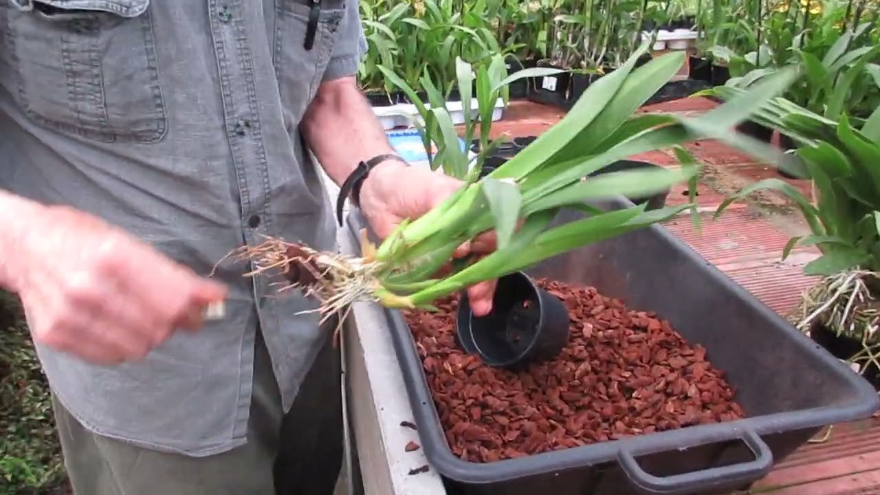 il rinvaso delle orchidee simpodiali, tutorial pratico