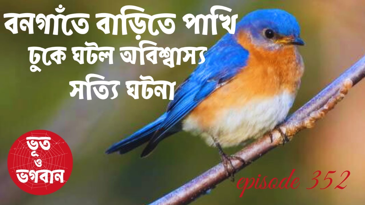 বনগাঁতে বাড়িতে পাখি ঢুকে ঘটল অবিশ্বাস্য ঘটনা@bhootobhogobanEp352|Audio|Suspense Short film|