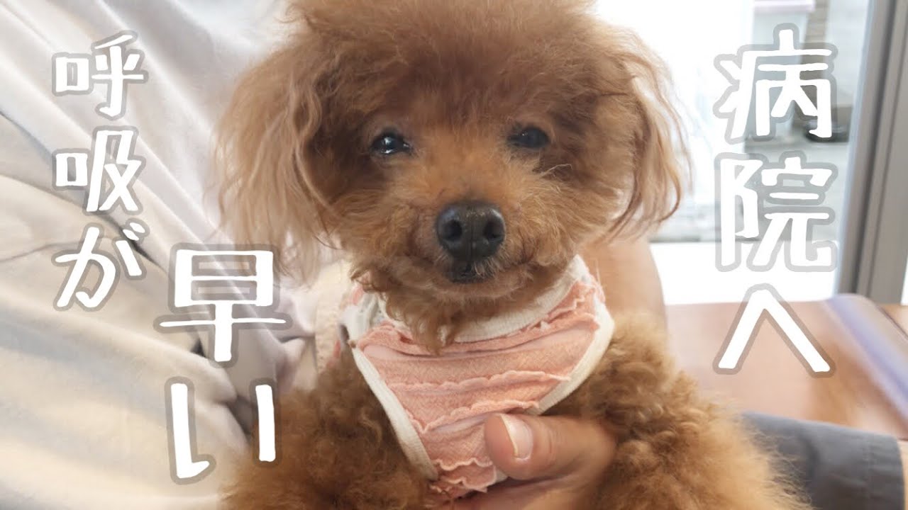 呼吸が早いので病院へ行ってきました【シニア犬12才】