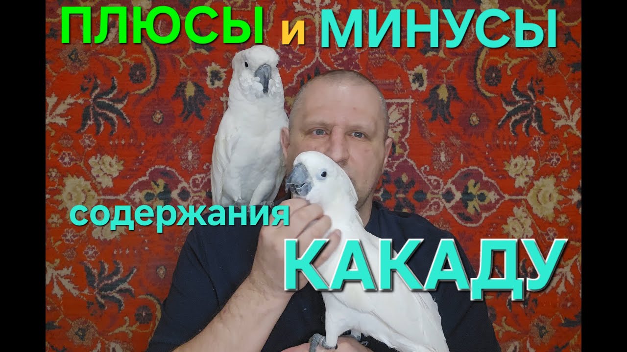 ПЛЮСЫ и МИНУСЫ содержания КАКАДУ