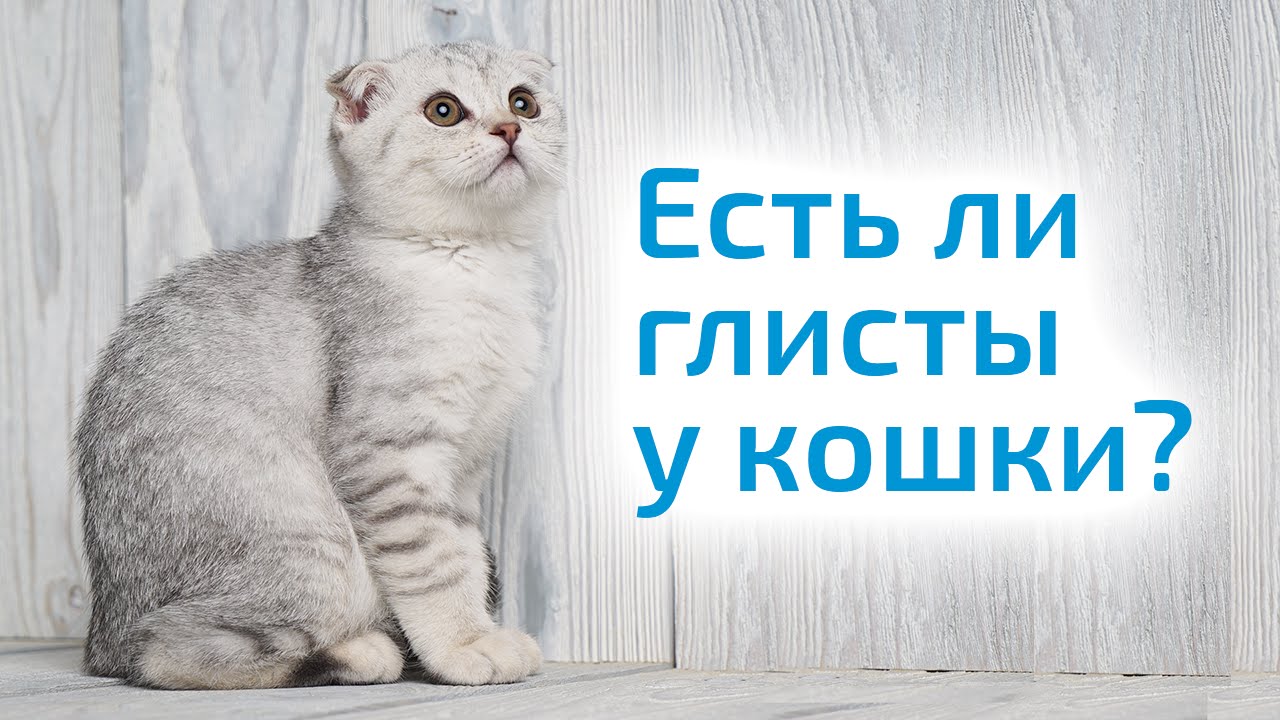 Как определить, есть ли ГЛИСТЫ У КОШКИ, и чем лечить питомца