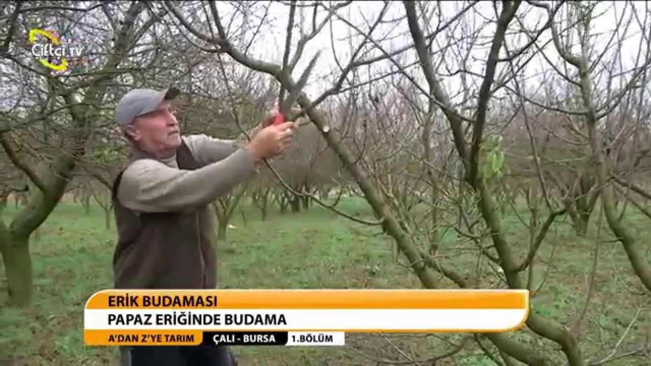 A'DAN Z'YE TARIM - ERİK BUDAMASI 1. BÖLÜM