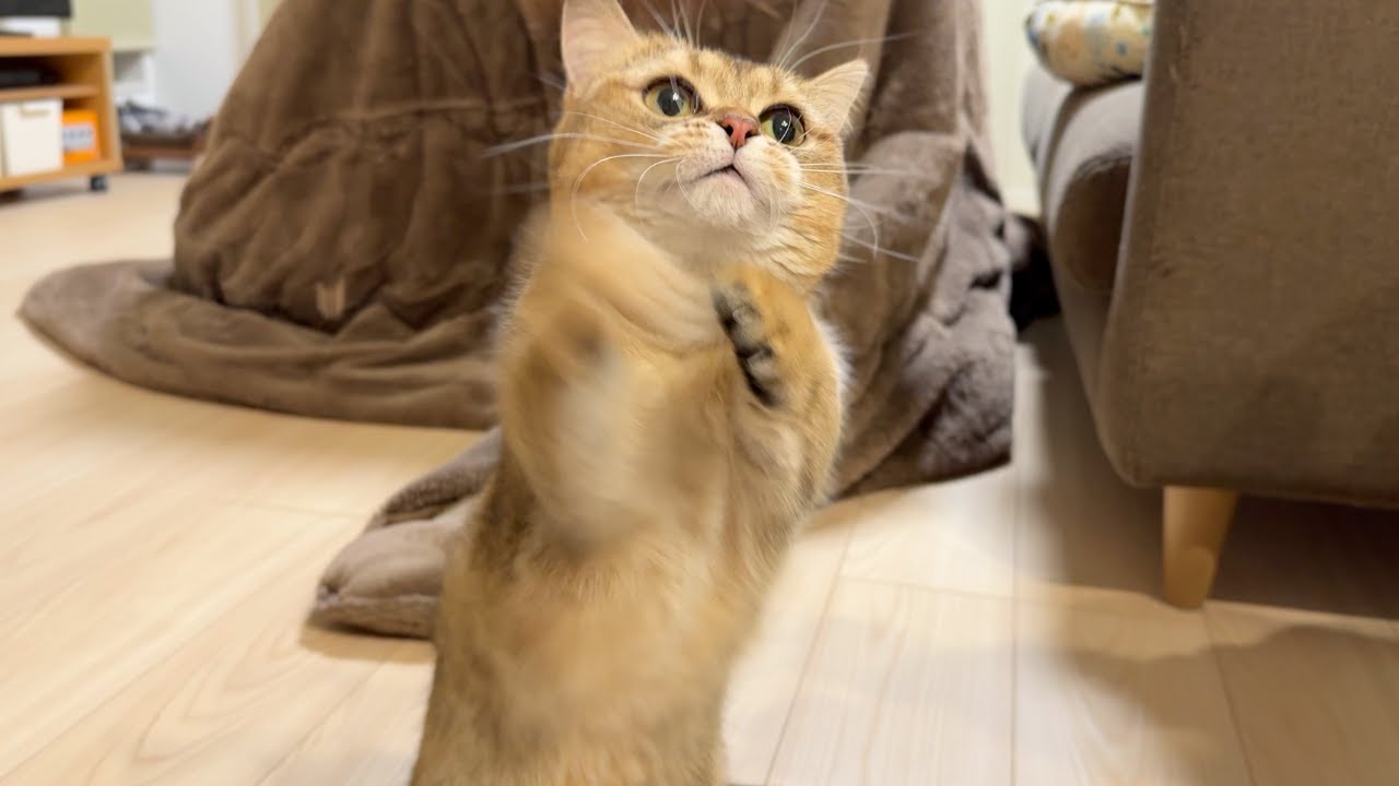 初体験！またたびに夢中な短足マンチカンが可愛すぎた