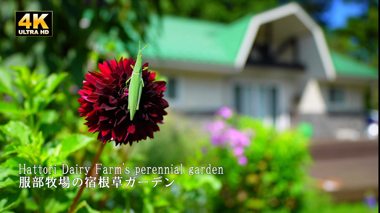 Hattori Dairy Farm's perennial garden, the most beautiful in Japan