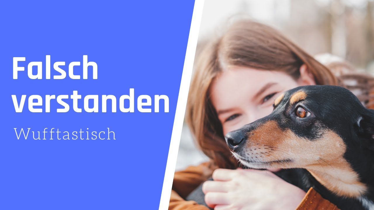 Die 12 gr&ouml;&szlig;ten Missverst&auml;ndnisse zwischen Hund und Mensch ⛔️