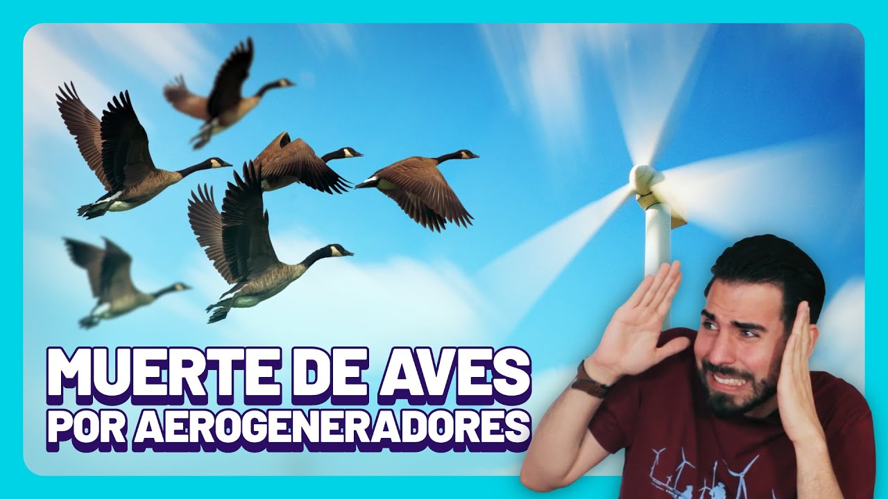¿La EÓLICA acaba con las AVES? 🦅💀 Este es el Impacto de los Aerogeneradores