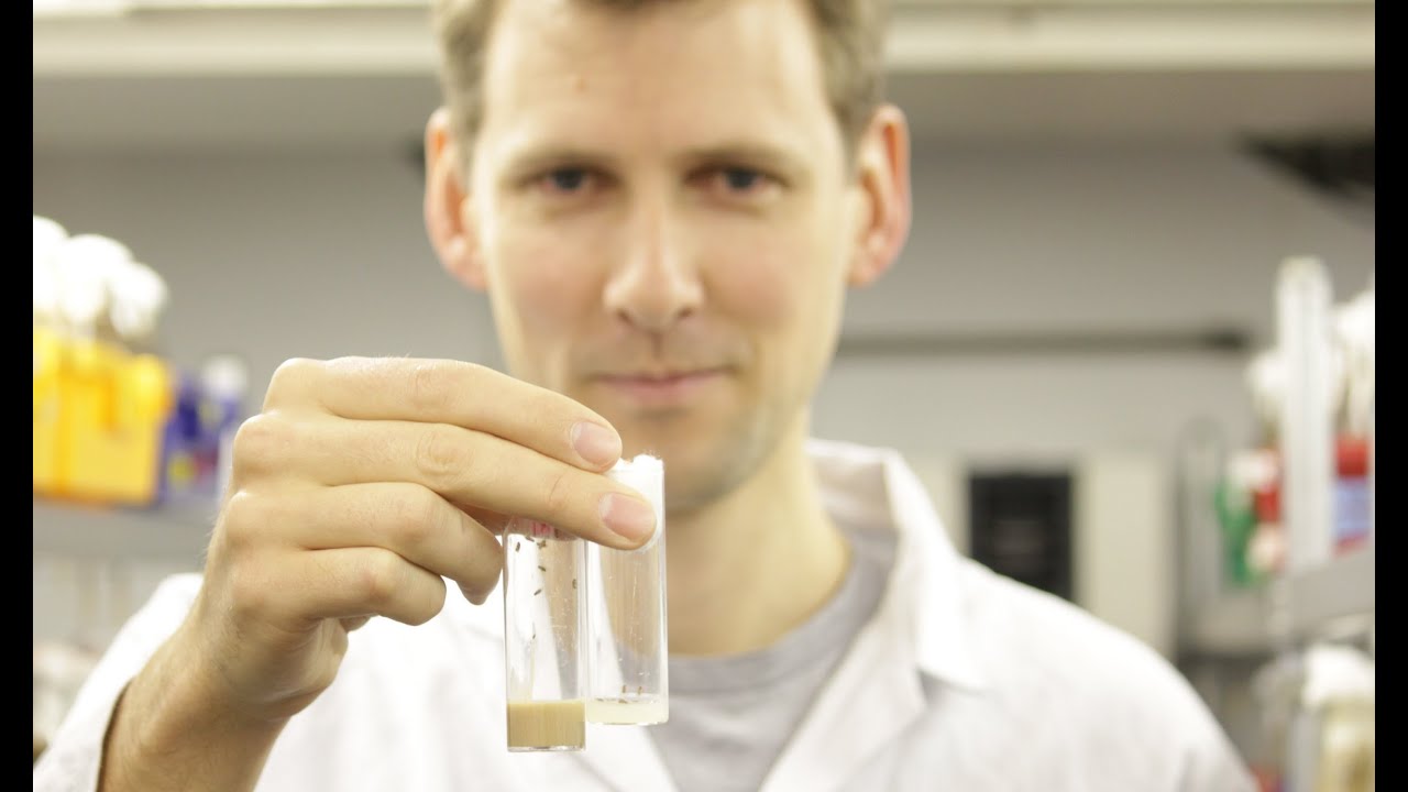 Balancing your protein - what we can learn from flies (Dr Matt Piper, UCL)