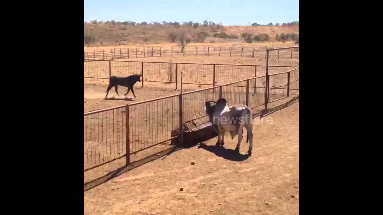 Bull leaps over 7ft high fence