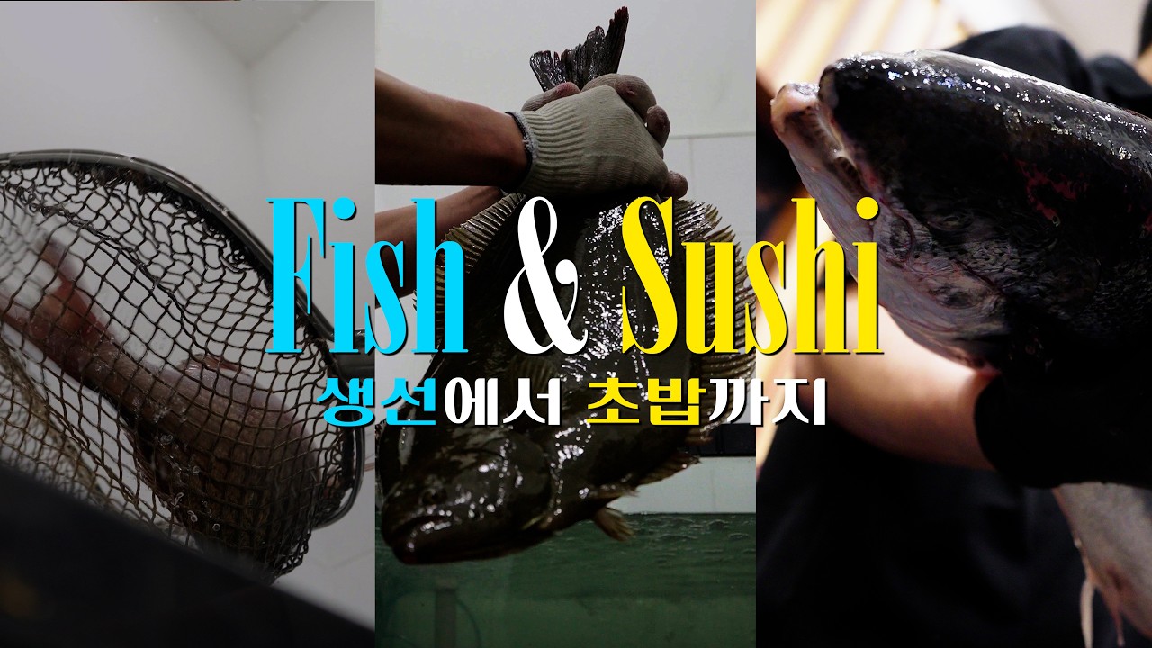[푸드-생선초밥] 날생선에서 초밥까지! 신선함은 기본인 초밥의 제조과정 공개! / 스시맛집 / 스시노칸도 / 매장 영상 / 음식 영상 / 영상 제작 / 스토리어댑터