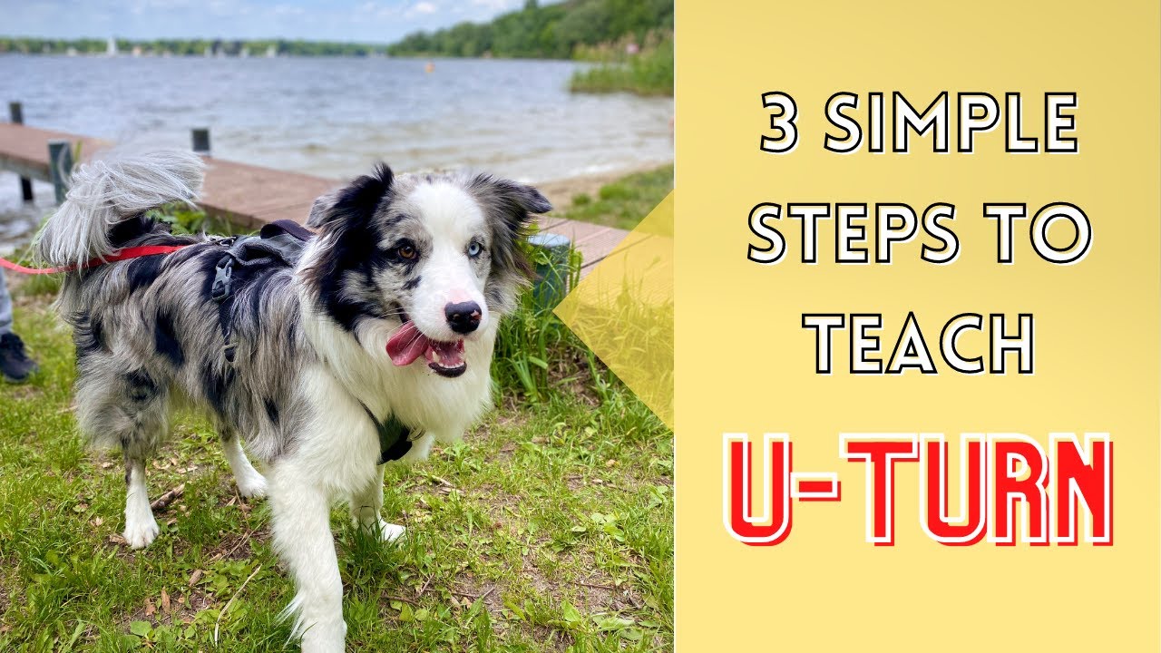 How to Teach Your Dog to U-TURN / Change Directions (Essential Off Leash Commands #2)