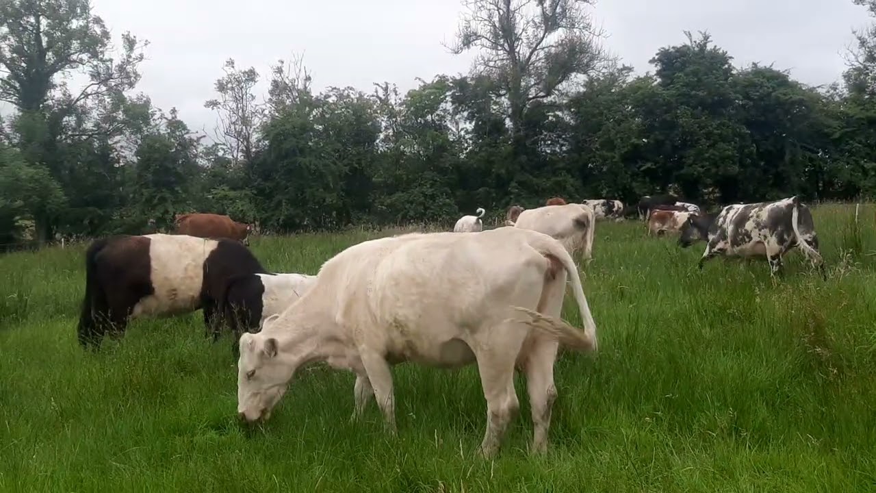 High density mob grazing,  twice a day moves and a question i need answered 🤔🤔