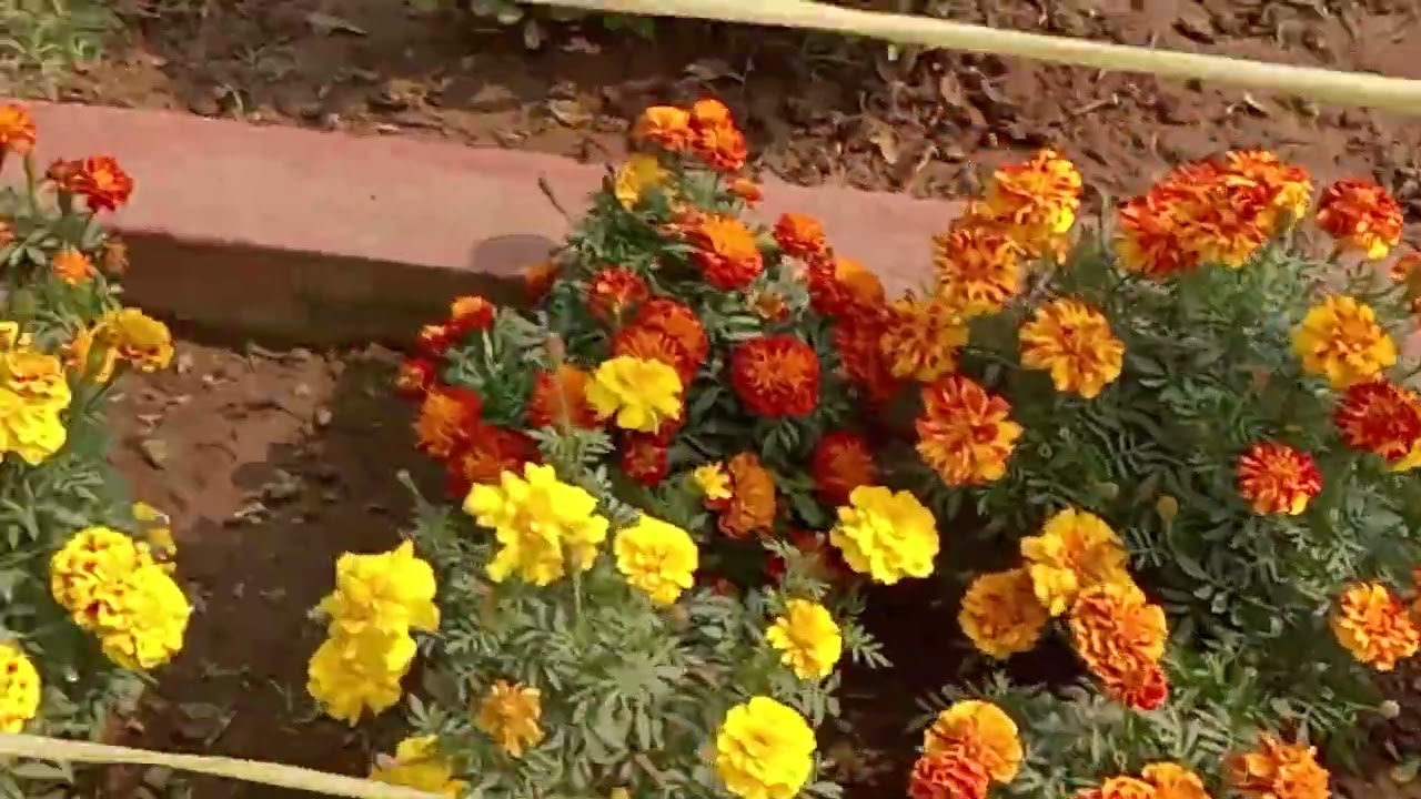 Rungta garden chaibasa me bahgaan ka najara ##2026