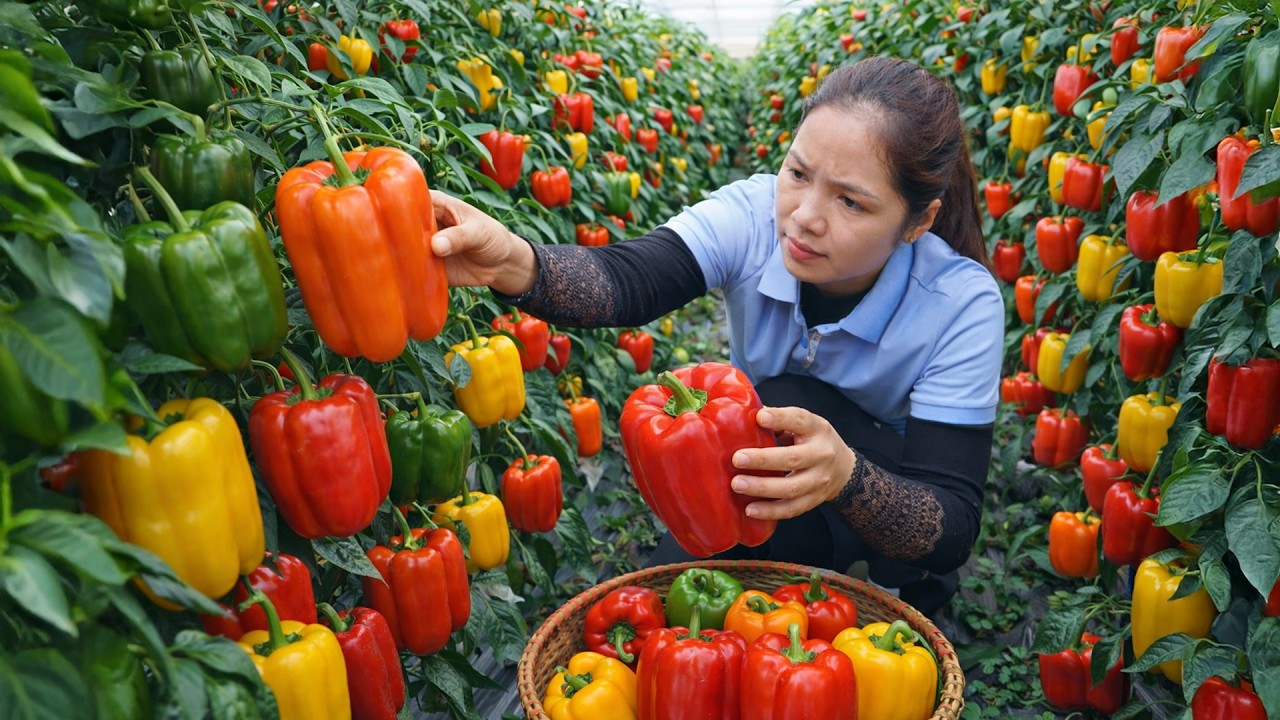 Harvesting 1000 + Kg Spicy And Sweet Bell Peppers To Sell At Market | Tieu Ca Free Bushcraft