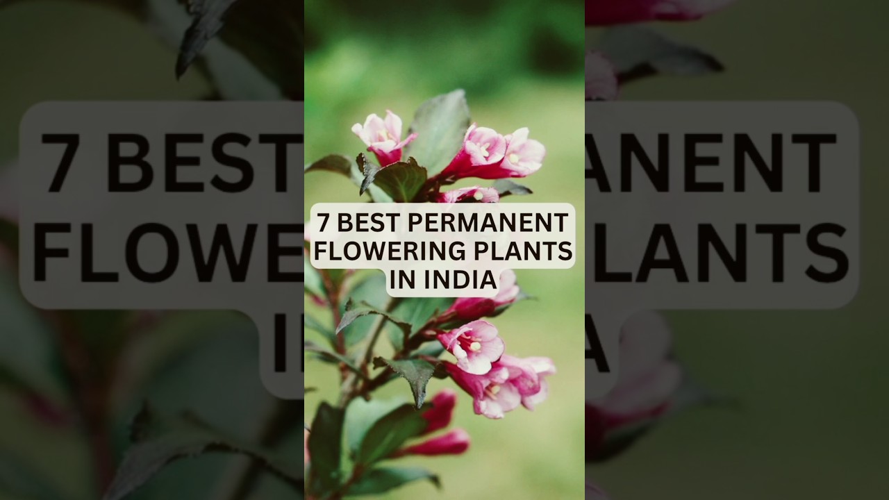 7 Best Permanent Flowering Plants in India #shorts #flowers