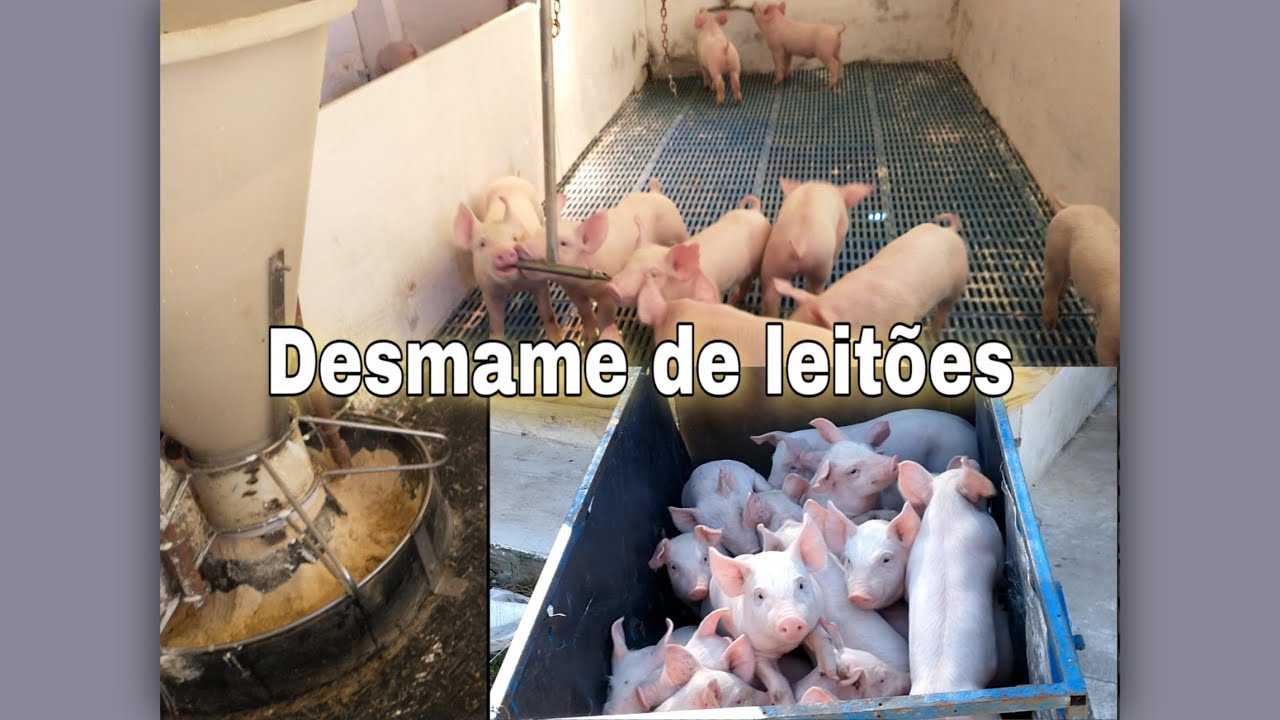SUINOCULTURA - DESMAME DE LEITÕES | AGROPECUÁRIA BELO JARDIM