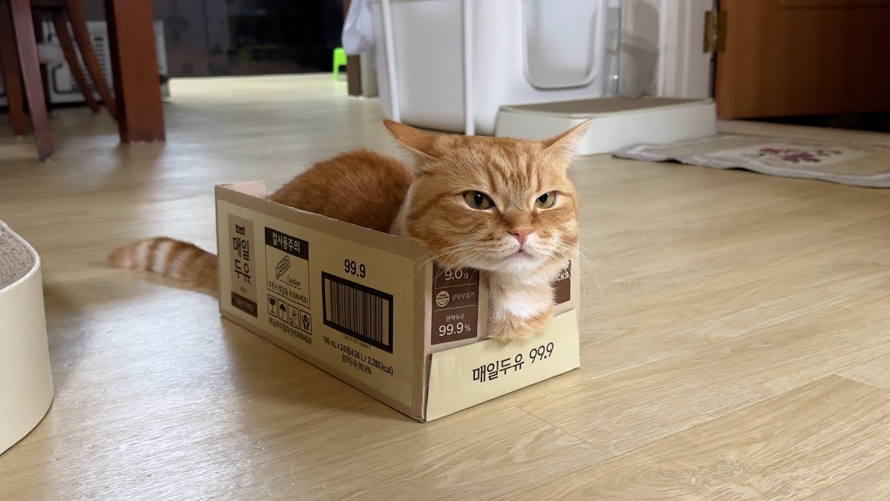 5번째 생일을 맞은 고양이와 이뻐죽는 가족들의 브이로그🎂