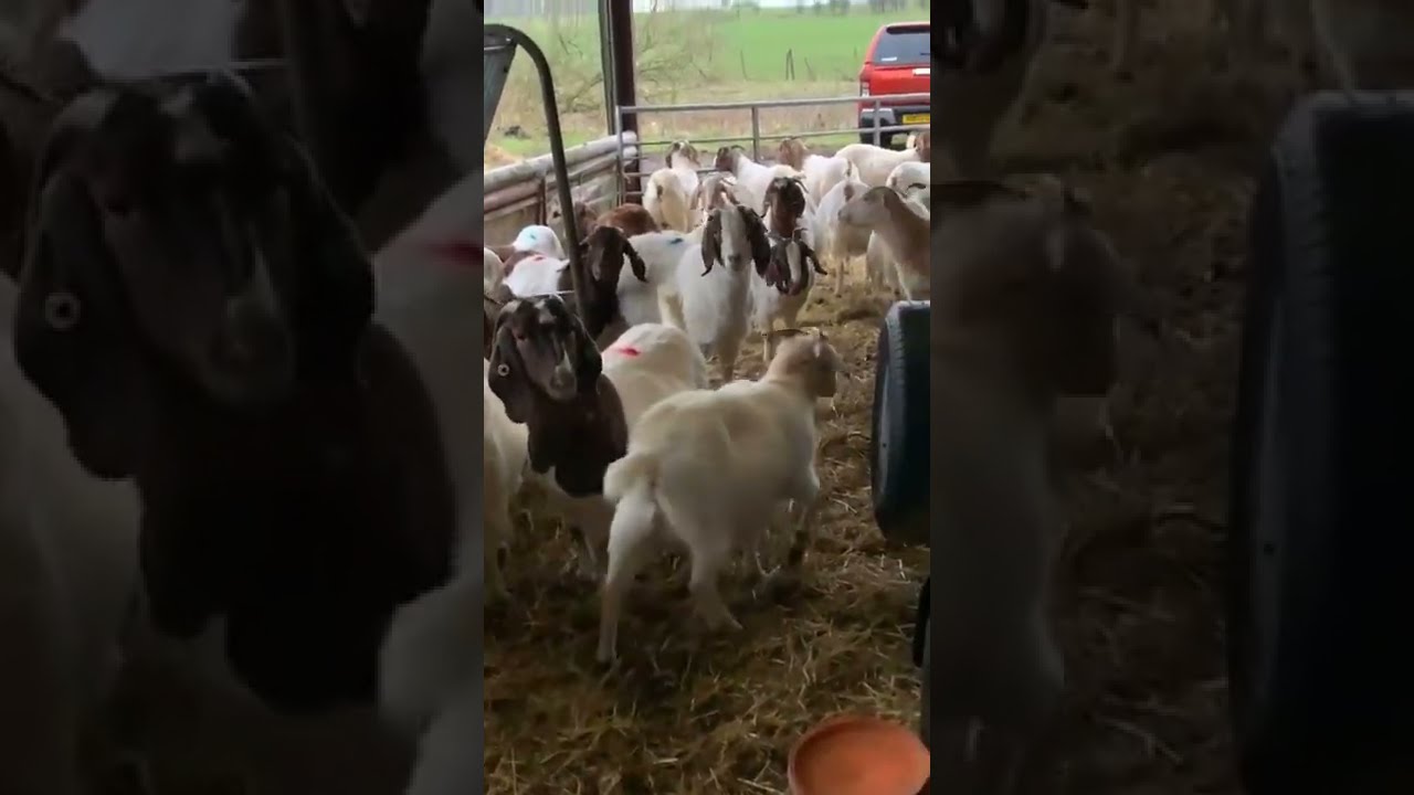 Goat Scanning! Lets see what babies we will be having this season! 18/01/2022