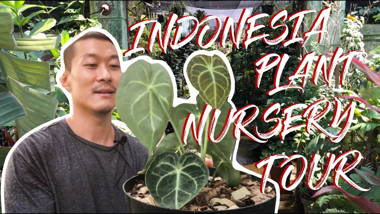 Indonesia Plant Nursery Tour. (spoiler: monstera obliqua sighted!)