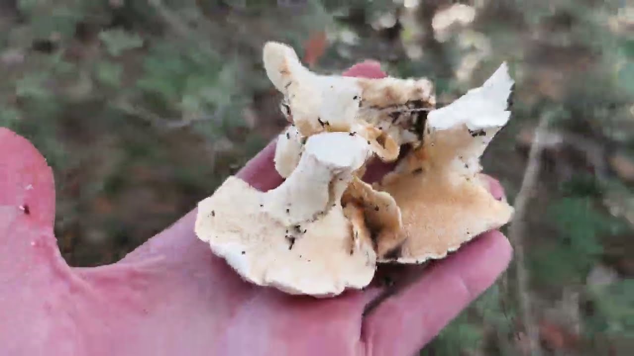 Hábitat de la lengua de vaca blanca: Hydnum albidum excelente comestible