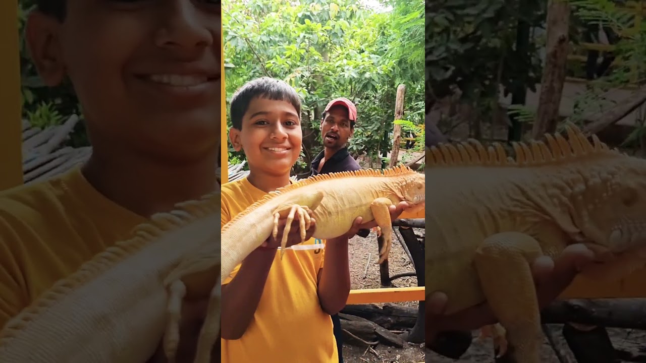 Indore zoo #darshpawar #indore #zoo #indorezoo #viral #birds #amimals #shorts