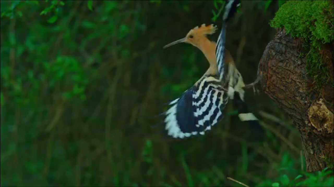 Naturpark Rosalia - Kogelberg