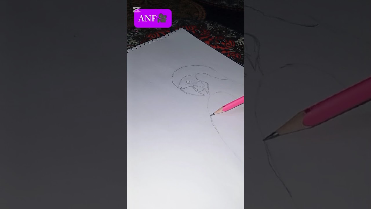 Parrot 🦜 drawing step by step 
