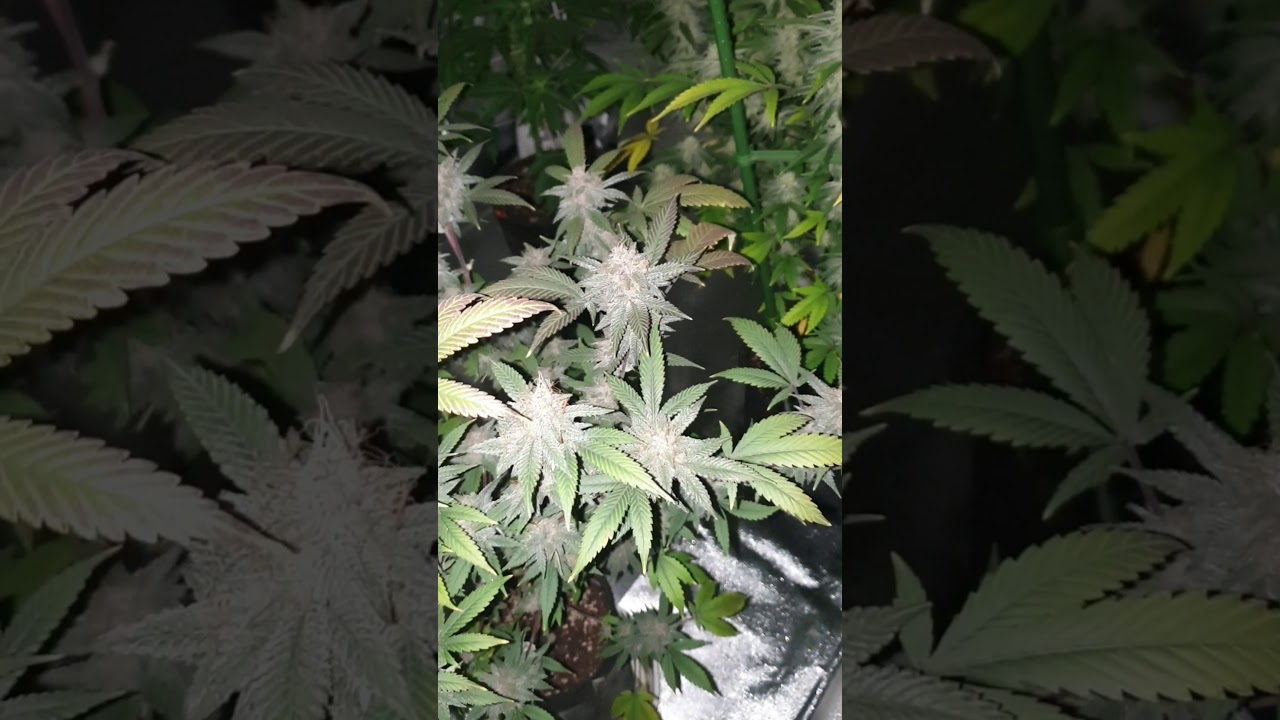 ZKITTLEZ (Grandaddy Purple&nbsp;x&nbsp;Grapefruit) x Afghan Kush