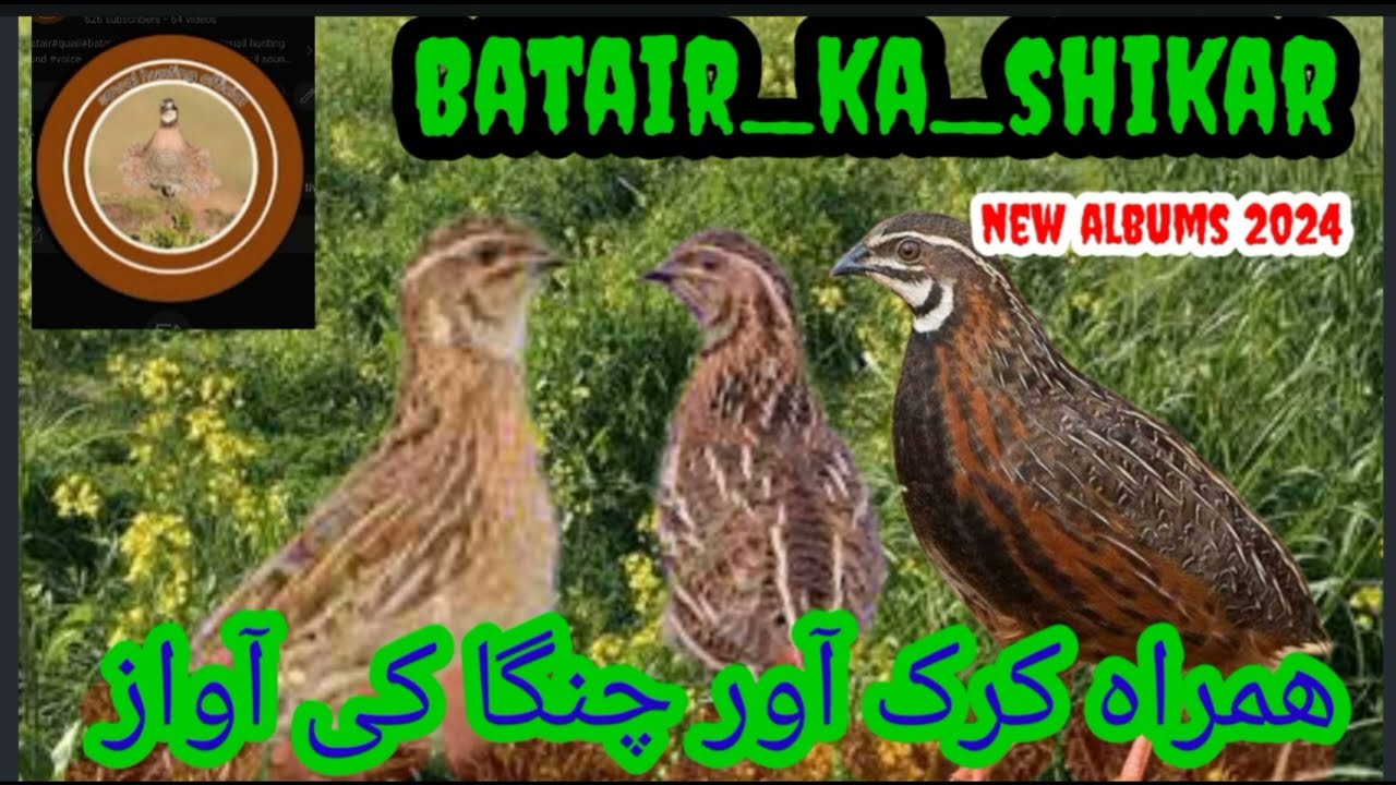 batair ka shikar//madi batair ki awaz//quail hunting sound//@Sawalhunting-sn9vs